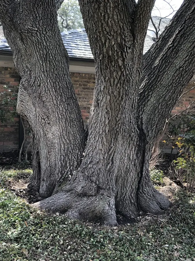 Mature heritage tree close to a Rapids City property cared for by certified arborists